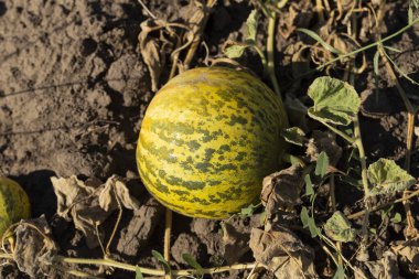 Kavun tarlası. Sahada olgunlaşmış sarı sulu kavunlar.
