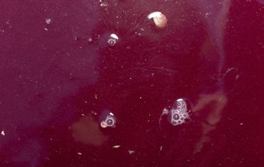 Şarap yapımı. Köpüklü taze üzüm suyu. Akarsu akmalı ve özel bir kapta toplanmalı. Moldova 'da şarap üretim teknolojisi. Üzüm işlemenin eski halk geleneği. Evi hasat et.