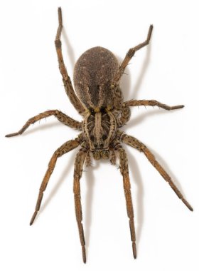 Hogna radiata, örümcekgiller familyasından bir örümcek türü. Kadın..