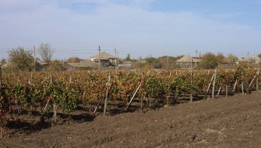 Mavi gökyüzüne karşı sarmaşık. Sonbaharda kırmızı yapraklı üzüm bağları. Şarap yapımı. Çiğ kaplı bir yaprağın makro fotoğrafçılığı. Seçici odak.