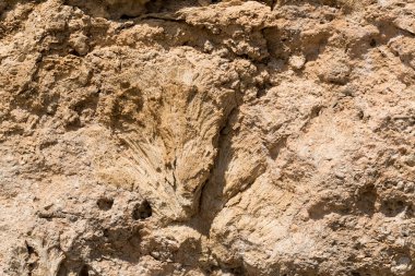 Kızıl Deniz 'in fosil mercanları. Taşa dönüşmüş antik yaratıklar. Resif mercanları.