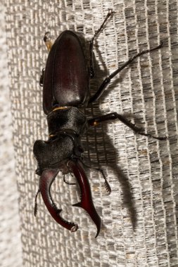 Lucanus cervus, kedigiller (Lucanidae) familyasından bir kuş türü. İmago bir erkek böcek..