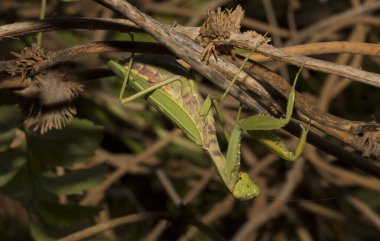 Avrupa peygamber devesi (Mantid dini). Yoğun bitki örtüsü içindeki yeşil bir dişi böcek, yumurtalarını bırakmaya hazırlanıyor..