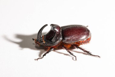 Avrupa gergedan böceği (Oryctes nasicornis), Dynastinae alt familyasına ait büyük bir uçan böcek türü. Imago, erkek bir böcek..