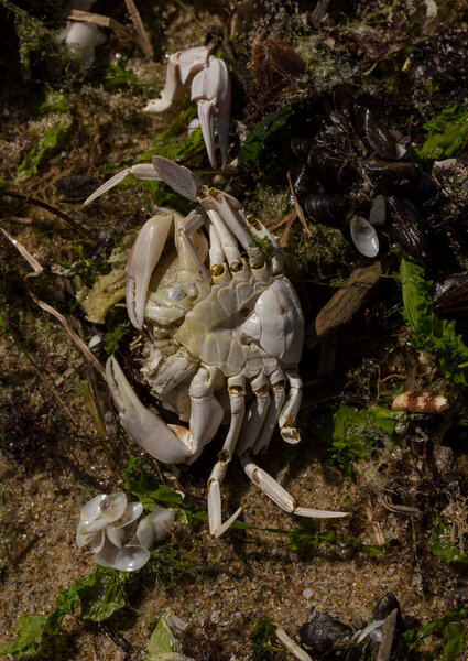 Liocarcinus depurator (Portunus plicatus), иногда называемый крабом гавани, или песчаным плавающим крабом. Фауна Черного моря. Мертвые животные.