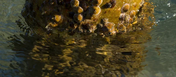 Tetraclita squamosa, bu midye. Balanus (Balanomorpha), Kabukgiller (Balanidae) familyasından bir midye cinsidir..