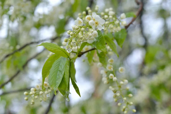 A wet branch of a blossoming bird cherry after a rain.On the green leaves and flowers hanging wet transparent drops. The background is light and blurred.
