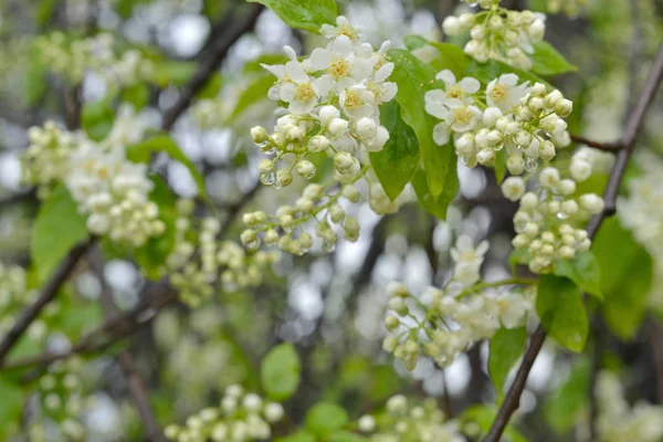 Wet bird cherry flowers on a blurred background.Dark branches of a bird cherry with white flowers and green leaves. Raindrops hang on the flowers.