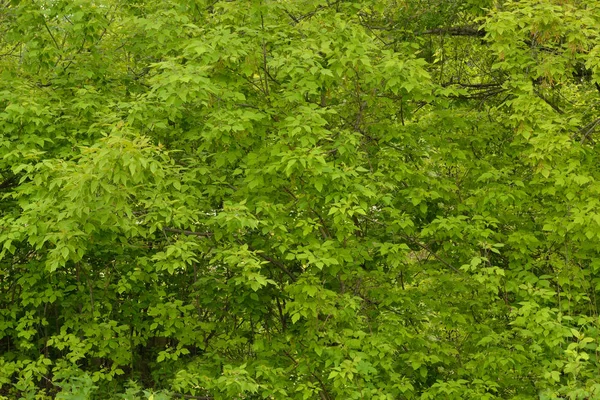 Thickets of maple. Background.Overgrown bushes of ash-tree maple (lat. cer negndo). Tangled, crossed branches are covered with green leaves.