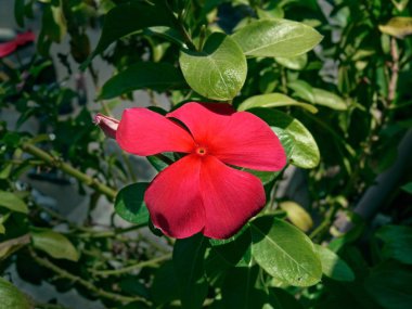 Vinca Rosea, Periwinkles, Madagaskar Periwinkles