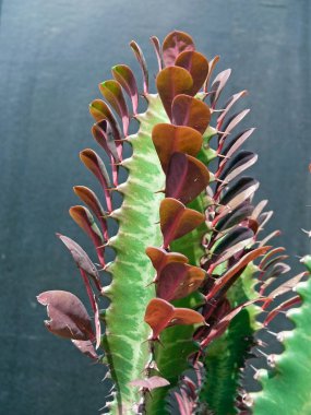 Atatürk trigona, 'Ruby', Euphorbia trigona 'Red Devil'. Yeni büyüme, Sanchi, Madhya Pradesh, Hindistan ile derin morumsu yeşil kaynaklanıyor ve küçük kırmızımsı bir dik büyüyen kaktüs gibi etli yaprakları.