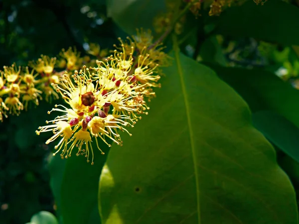 Blüten Von Terminalia Chebula Chebulischer Myrobalan — Stockfoto