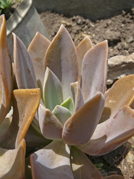 Pachyphytum Hookeri Plante Lotus Cactus — Photo