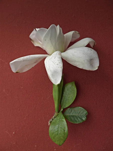 Flower of Cape Jasmine, Gardenia Jasminoides Ellis, Ananta