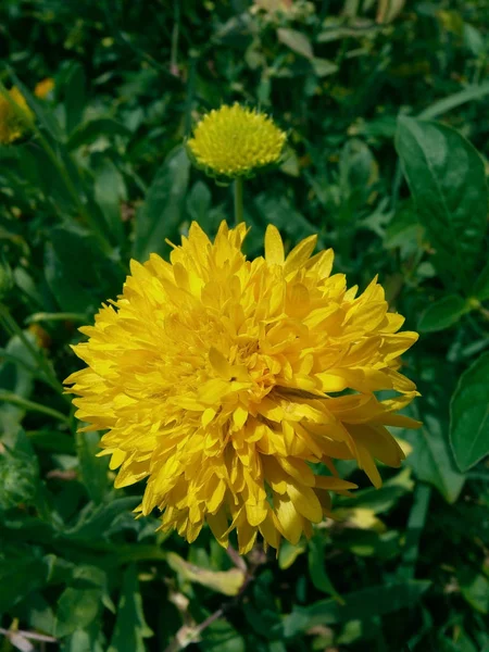 Calêndula Officinalis Flores Calêndula Officinalis Vaso Calêndula — Fotografia de Stock