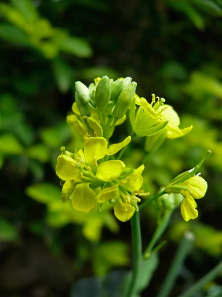 Flores Mostaza — Foto de Stock