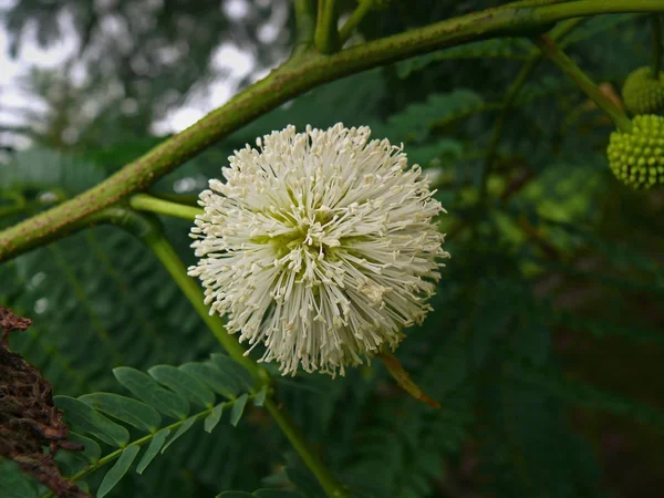 Weiße Blume Der Mimose — Stockfoto