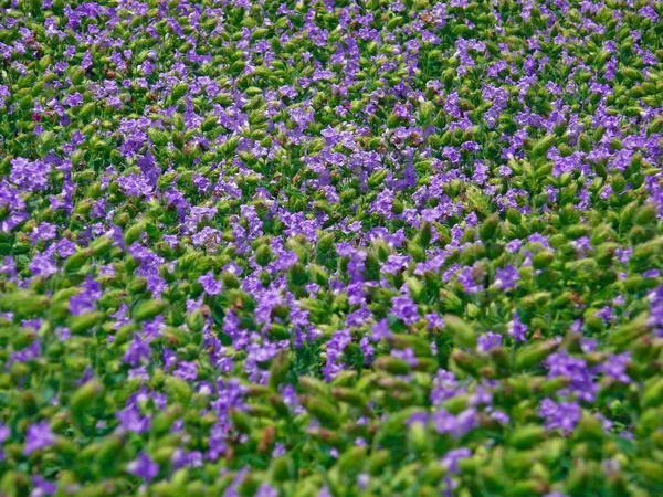 Karvy Strobilanthes Callosus Kaas Plateau Kaas Satara Maharashtra India — Stock Fotó