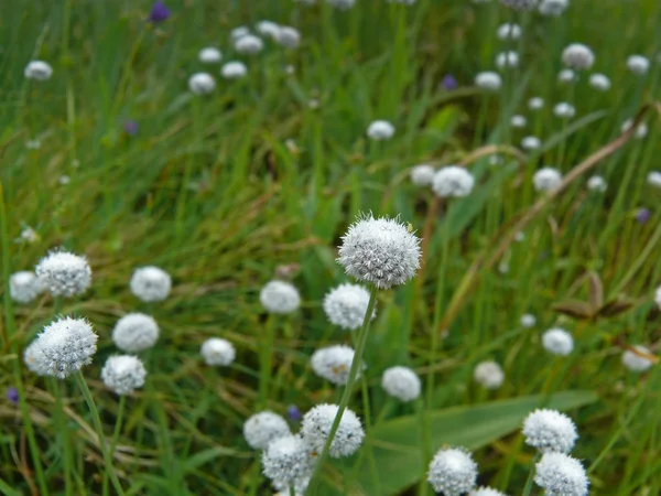 Eriocaulon Carsonii Sal Pipewort Hierba Botón Meseta Flores Kaas Satara —  Fotos de Stock