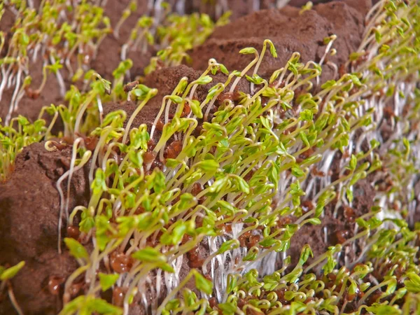 Lepidium Sativum Gardencress Pepperweed — Zdjęcie stockowe