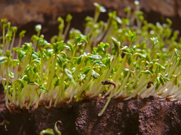 Lepidium Sativum Gardencress Pepperweed — Stock Photo, Image