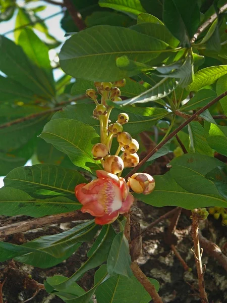 Boule Canon Couroupita Guianensis — Photo