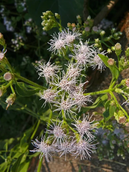 Ageratum Conyzoides Goat Weed Tropical Whiteweed — Stock Photo, Image