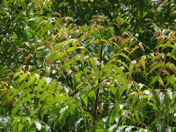 Neem, Azadirachta indica A. Jus — Stock Image Neem Azadirachta Indica Jus Stock Photo