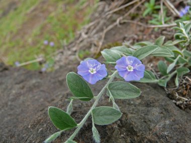 Evolvulus alsinoides, cüce Morning Glory, ince cüce Morning Glory, Hindistan