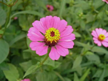 pembe renkli vahşi zinnia çiçeği