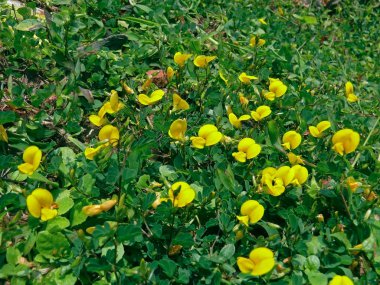 Bristly Smithia, Smithia setulosa, Plateau of flowers, Kaas, Satara, Maharashtra, India clipart