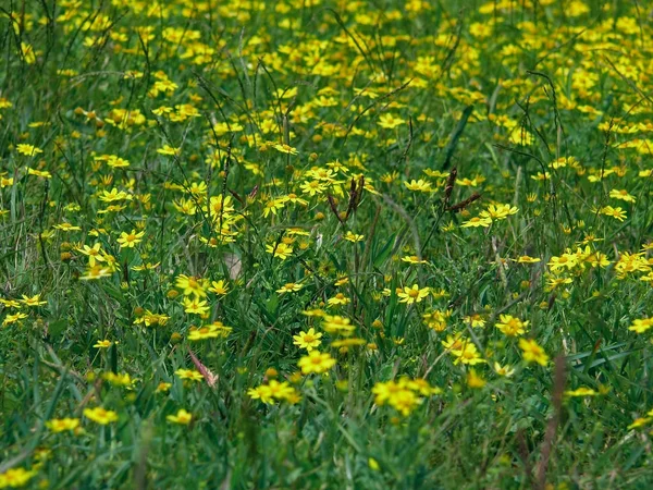 Sonki Senecio Bombayensis Asteraceae Kaas Plateau Kaas Satara Stanu Maharashtra — Zdjęcie stockowe