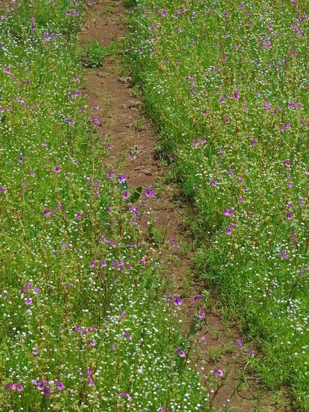 大量绽放的洋红色香树脂 凤仙花 Oppositifolia 和谷精草 Carsonii Pipewort 在花的高原的按钮草 Kaas 萨塔拉 马哈拉施特拉邦 — 图库照片