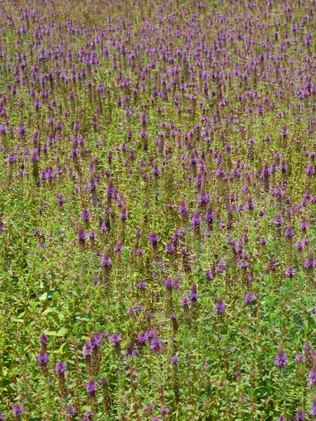 Koleus Deccanensis Jambhli Manjiri Plateau Kwiatów Kaas Satara Stanu Maharashtra — Zdjęcie stockowe