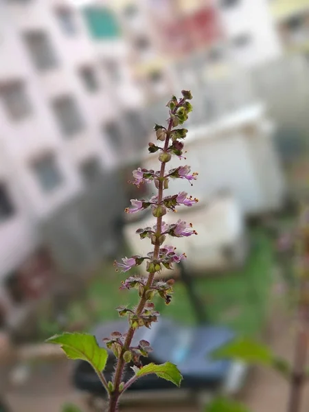 Flowers of Tulsi or Holy basil, Ocimum sanctum