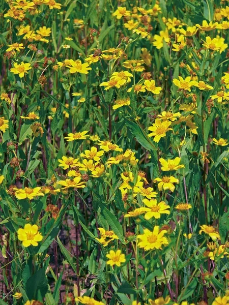 Veld Bloemen Van Gingelly Zaden Guizotia Abyssiniaca Rechtenvrije Stockfoto's