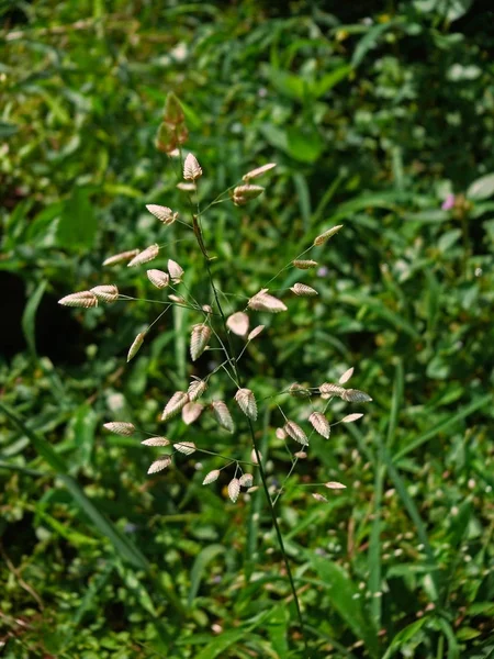 Eragrostis Cilianensis Stinken Gras Rechtenvrije Stockafbeeldingen