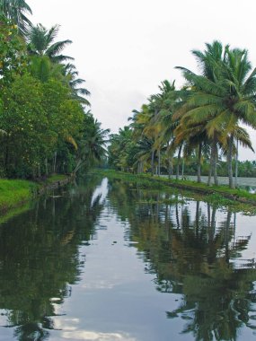 Coconut palm trees at backwaters, Alleppey, Kerala, India
