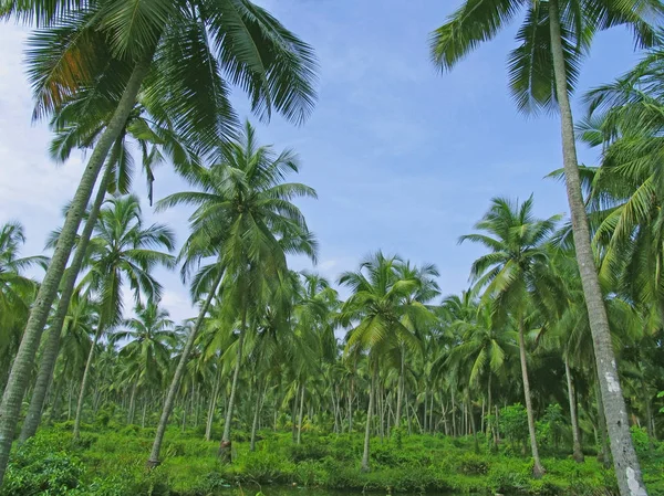 Кокосовое Дерево Cocos Nucifera Является Членом Семьи Arecaceae Пальмовая Семья — стоковое фото