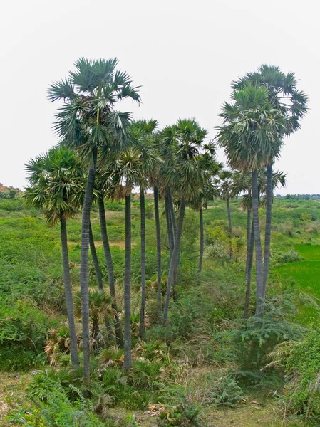 Palmira Palma Palma Ventilatore Africana Borassus Palma Palma Doppia Grande — Foto Stock
