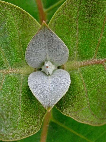 Rostlina Calotropis Slatiniště Koruna Květu Velký Keř Roste Vysoký Clustery — Stock fotografie