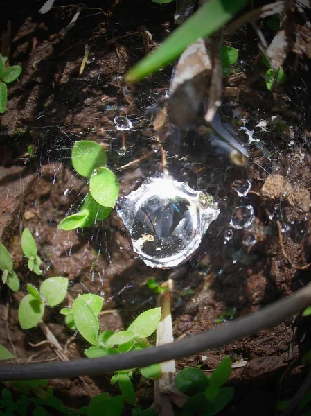 Dewdrops Nursery Spider Web Pisaura Mirabilis — Stock Photo, Image