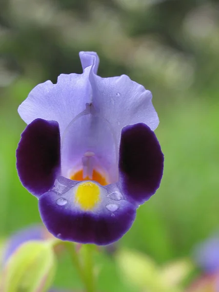 Wahacz Poprzeczny Kwiat Niebiesko Fioletowy Torenia Kerala Indie — Zdjęcie stockowe