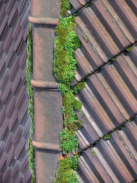 Sloping Roof full of moss during monsoon. Kerala, India