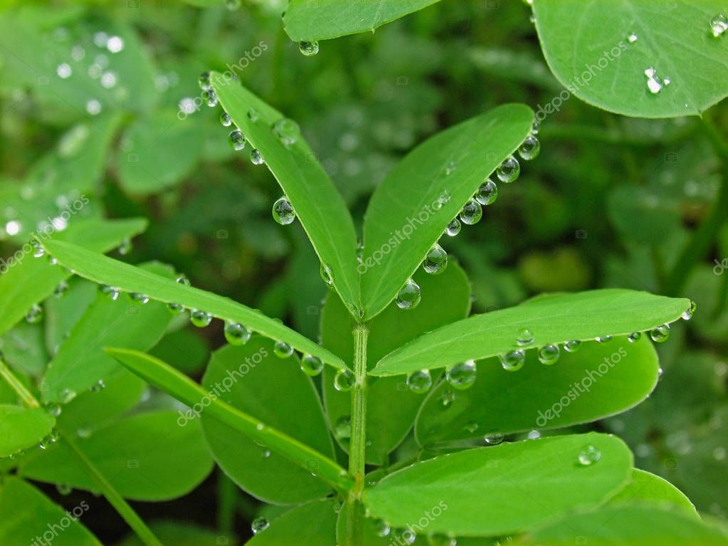 Gotas de agua en las hojas de Senna obtusifolia, Sinhangad, Pune