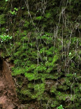 Muson, Nilkantheshwar, Panshet, Maharashtra, Hindistan sırasında yamaçta yetişen çimenler
