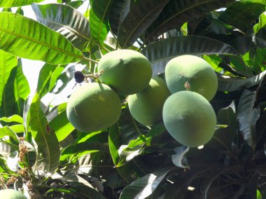 Alphonso mango, Mangifera indica L, Sakız ağacıgiller üzerinde bir ağaç, Ratnagiri, Maharashtra, Hindistan asılı. Alphonso Mango meyve tatlılık, zenginlik ve lezzet açısından en üstün çeşitleri arasında olduğu düşünülen bir mevsimlik meyvedir.