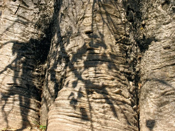 Baobab Jest Nazwą Rodzajowa Drzew Adansonia — Zdjęcie stockowe
