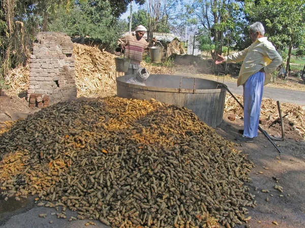 Куркума Curcuma Longa Оброблені Сушіння Powdering Wai Satara Maharasthra Індія — стокове фото