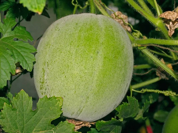 The winter melon, also called white gourd, winter gourd, tallow gourd, Chinese preserving melon,or ash gourd is a vine grown for its very large fruit, eaten as a vegetable when mature. It is the only member of the genus Benincasa.